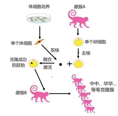 中猴意思